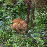 orange tabby cat on green grass field