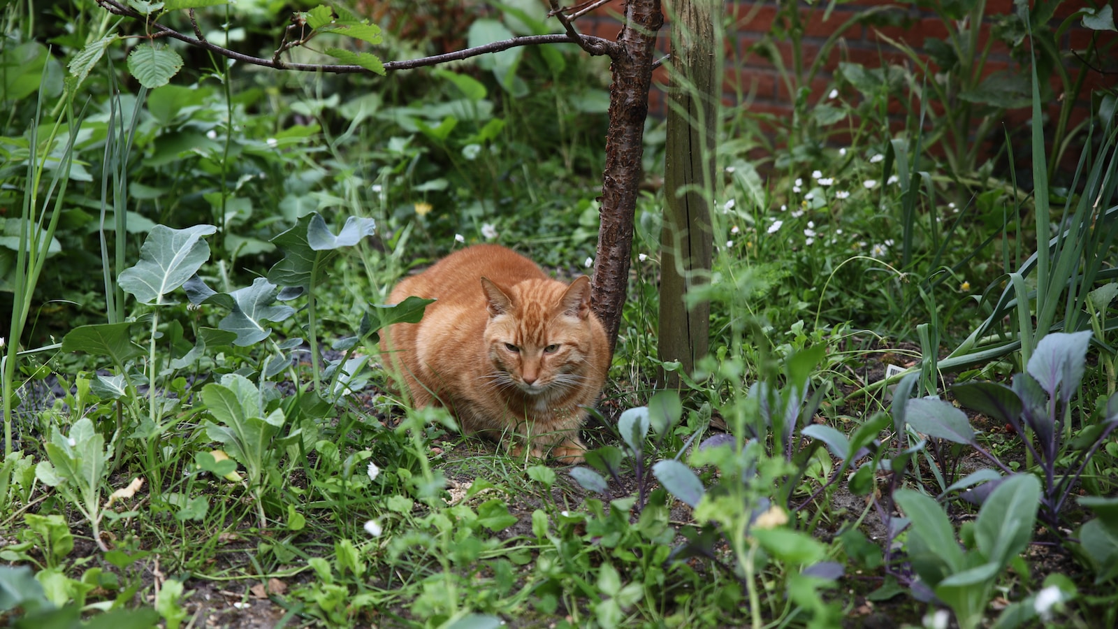 orange tabby cat on green grass field