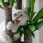 white and gray cat on brown tree branch