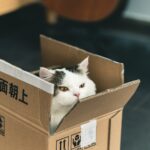 tuxedo cat in brown cardboard box