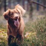 nova scottia duck tolling retriever showing tongue on grass field at daytime