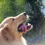 golden retriever with water droplets