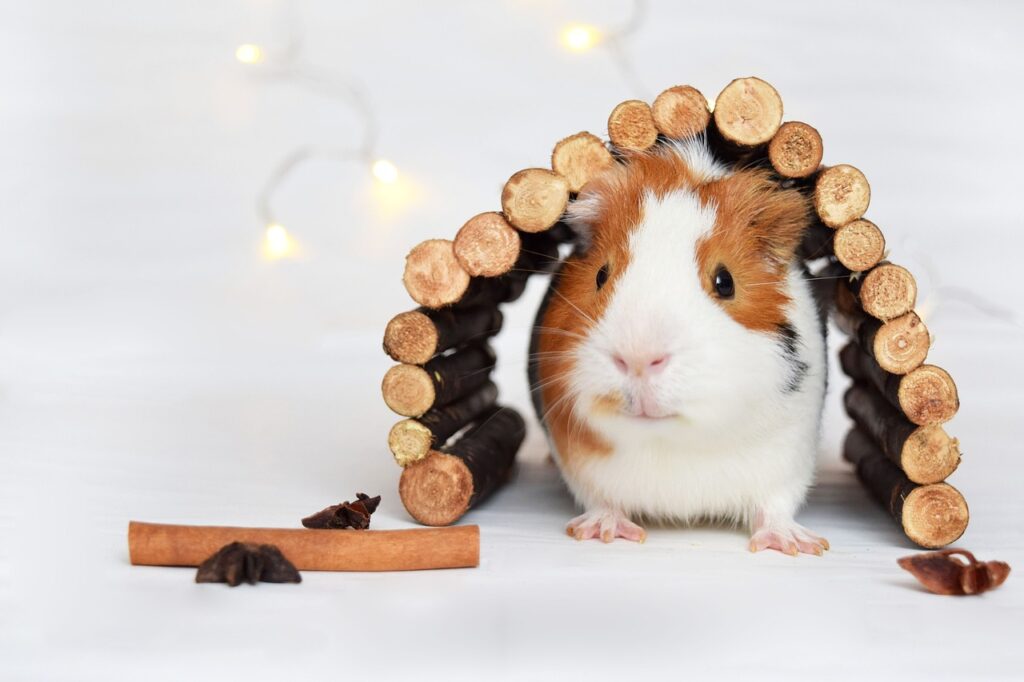 guinea pig, pig, animal