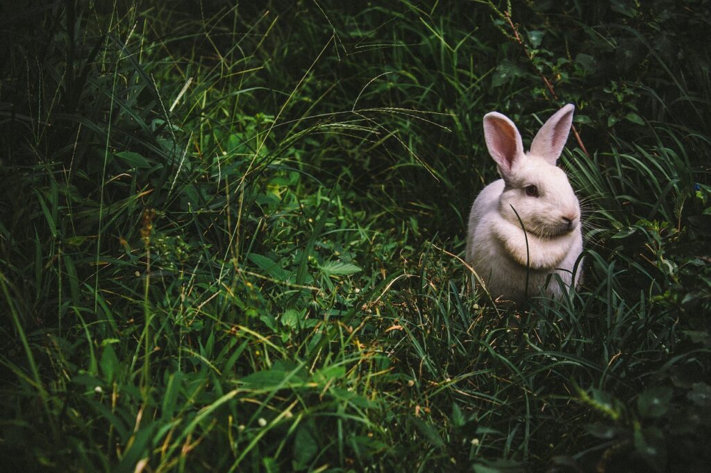 bunny, cute, grass