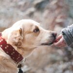 dog, labrador, pet