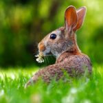 rabbit, bunny, hare
