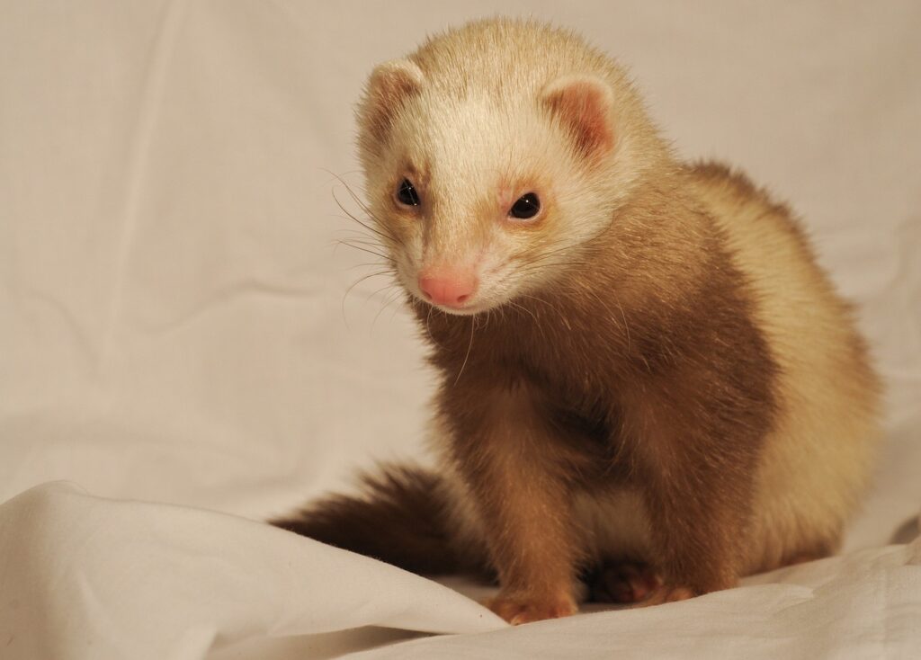 ferret, white sheet, domestic animal