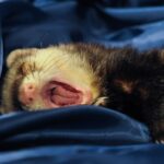 ferret, yawn, tongue