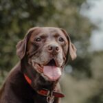 brown short coated dog with brown leash