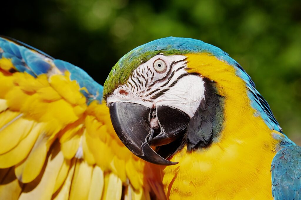 parrot, yellow macaw, bird