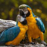 parrots, birds, perched