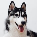 photo of black and white Siberian husky