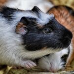 guinea pig, cute, rodent