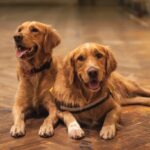 two adult golden retrievers