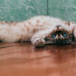 white and brown cat lying on brown wooden floor