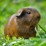 guinea pig, animal, rodent