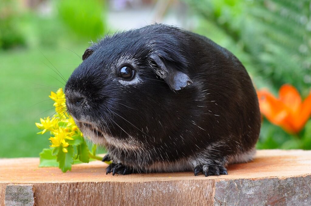 guinea pig, rodent, animal