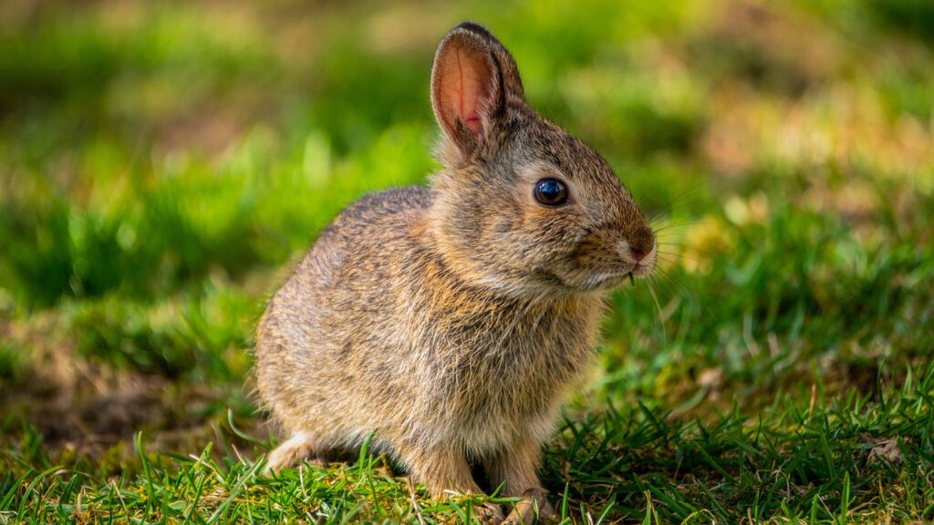 bunny, rabbit, spring