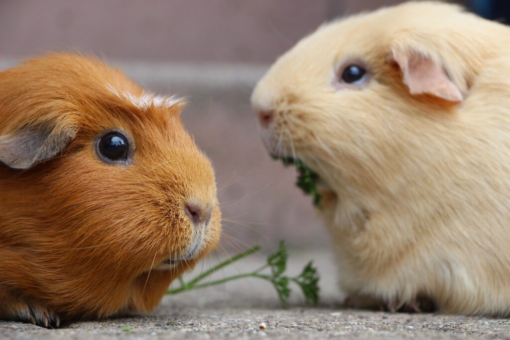 guinea pig, rodent, mammal