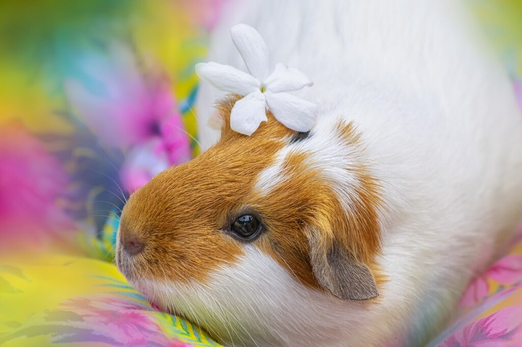 guinea pig, nature, rodent