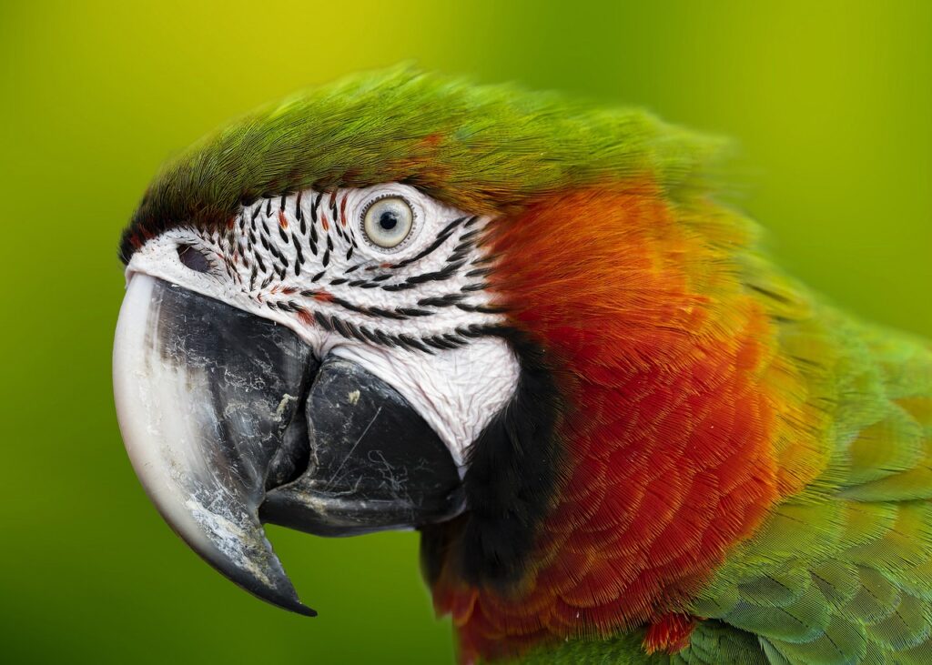 macaw, parrot, head