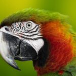 macaw, parrot, head
