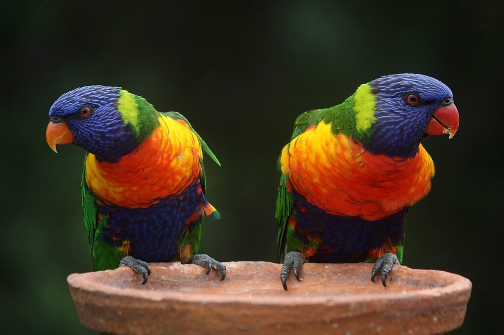 rainbow lorikeets, parrots, pair
