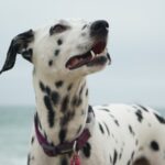 adult Dalmatian looking at right side