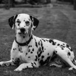 grayscale photo of Dalmatian laying on grass field