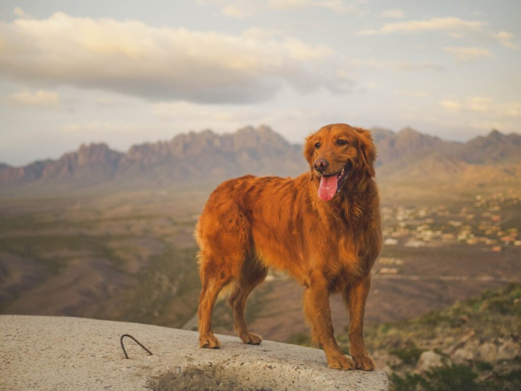 adult short-coated brown dog screenshot