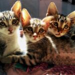 three brown tabby cats