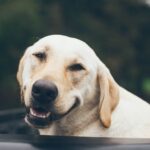 adult yellow Labrador retriever inside black plastic basin