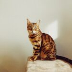 brown tabby cat on white textile