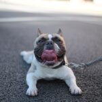 selective focus photo of white and brown puppy laying on roadway