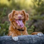 brown long coated dog lying on gray wooden plank during daytime