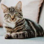 selective focus photo of gray tabby cat