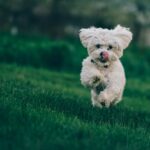 selective focus photography of white dog running on green grass