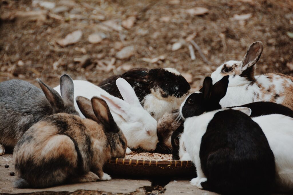 group of rabbits eating
