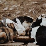 group of rabbits eating