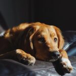 long-coated brown dog