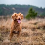 selective focus photography of adult Nova Scotia duck tolling retriever showing tongue