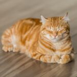 orange tabby cat on brown parquet floor