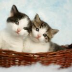 two silver tabby kittens