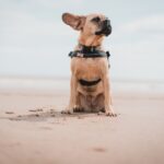 brown short-coated dog sitting on seashore