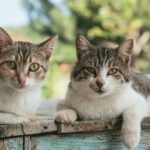 two brown tabby cats on wood planks