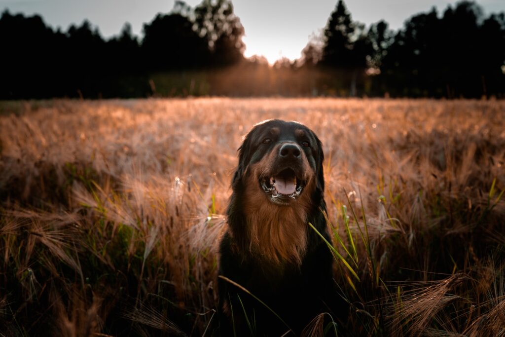 long-coated brown and black dog on brown field