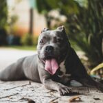 short-coated gray dog near green leafed plants