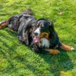 black white and brown long coated dog lying on green grass field during daytime