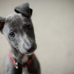 short-coated black puppy