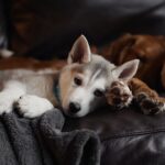 selective focus photography of white and grey puppy lying on sofa